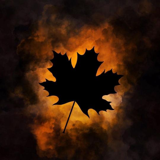 Maple Leaf Silhouette - Related 4K Wallpapers wallpaper