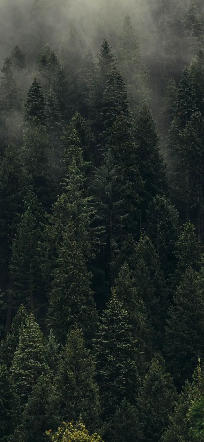 Misty Evergreen Forest