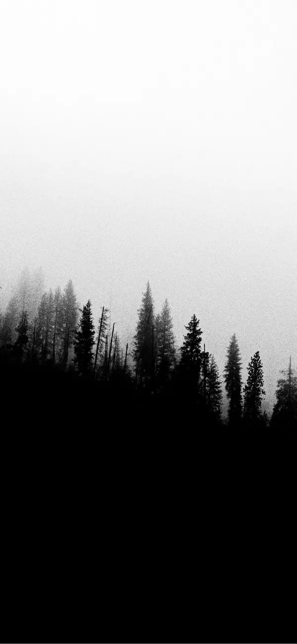 Misty Forest Silhouette - Related Dope Wallpapers wallpaper