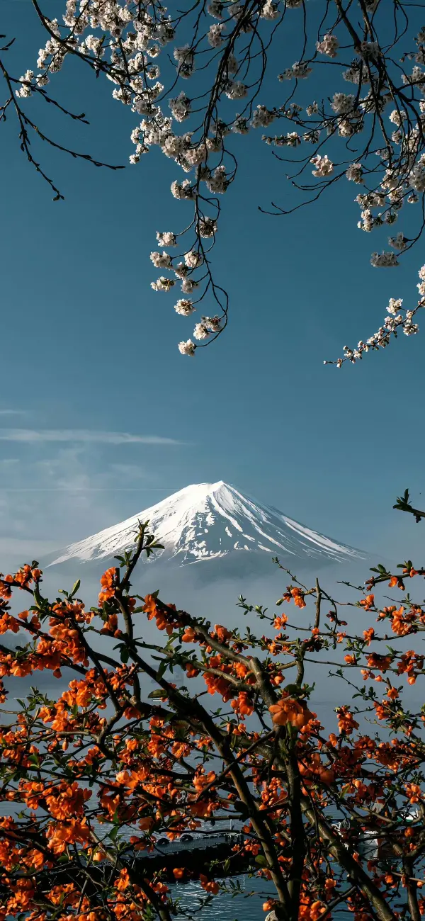 Mount Fuji Spring Bloom