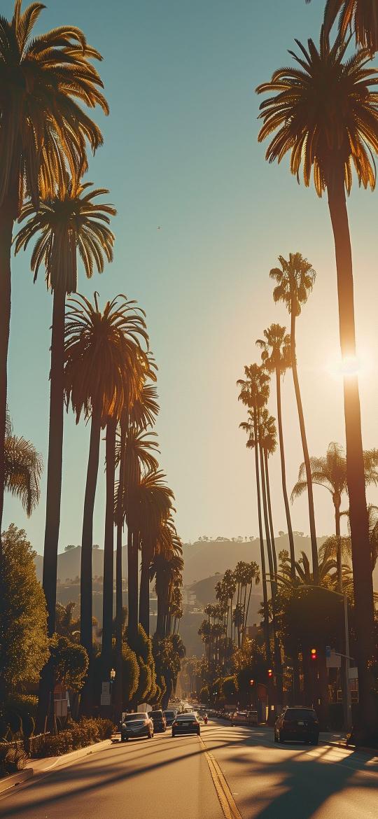 Palm Tree Lined Street - Related Dope Wallpapers wallpaper