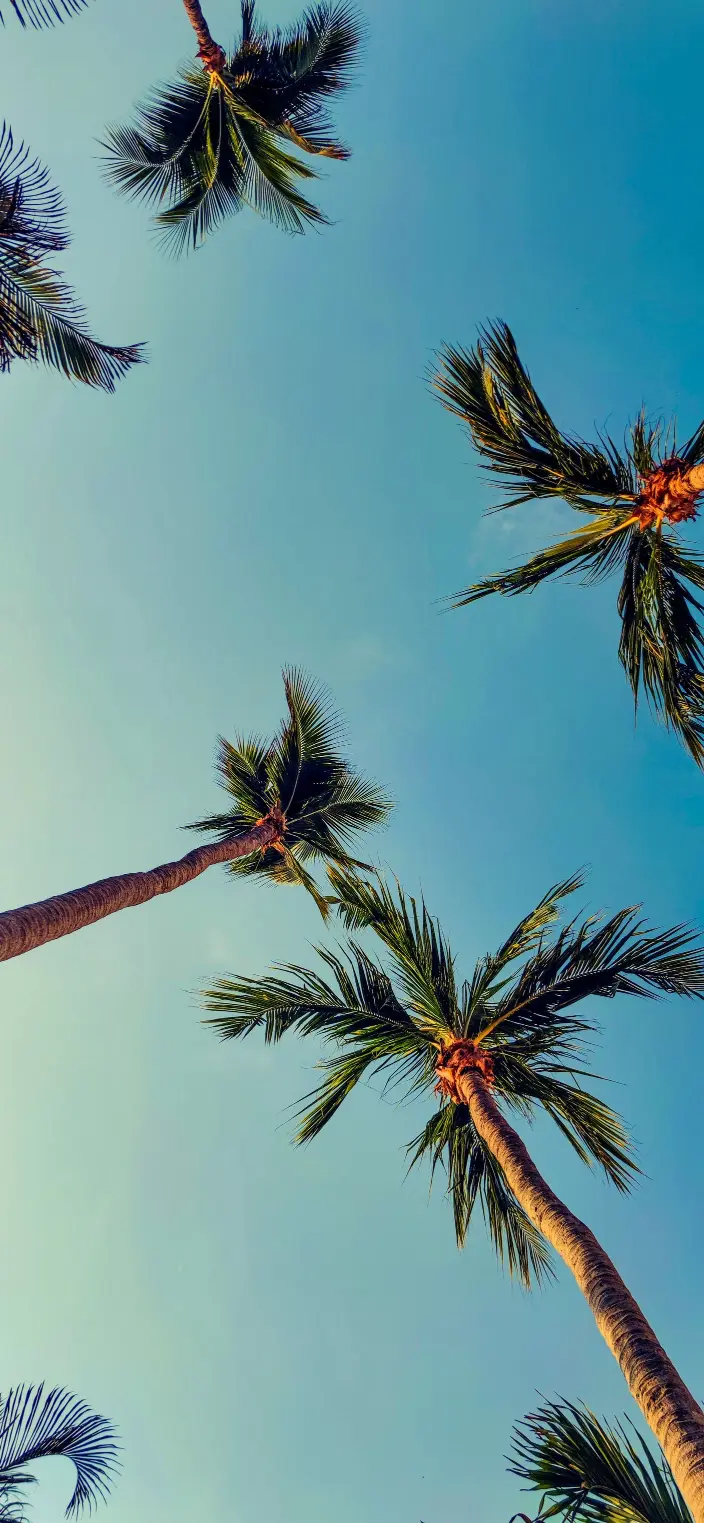 Palm Trees Sky View