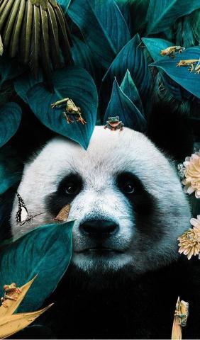 Panda and Jungle Friends