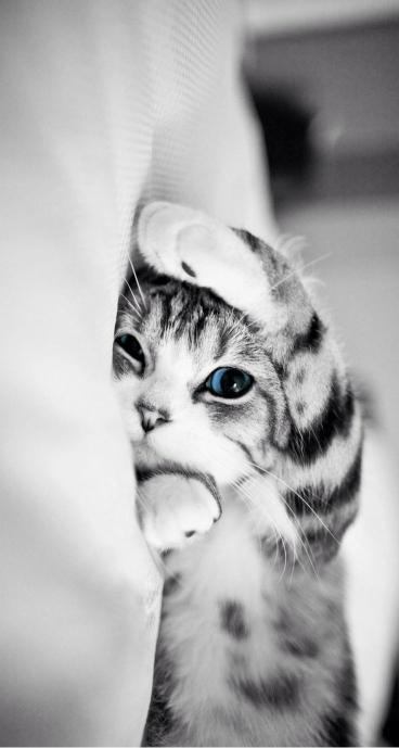 Peek-a-Boo Kitten Portrait