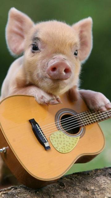 Piglet with a Guitar - Related 4K Wallpapers wallpaper