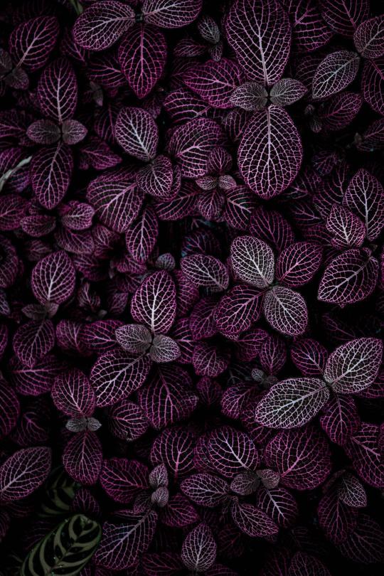 Purple Vein Plant Detail - Related Dope Wallpapers wallpaper