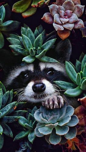 Raccoon in Succulent Garden - Related Dope Wallpapers wallpaper