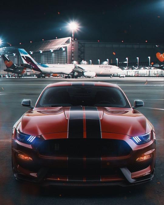 Shelby at the Airport