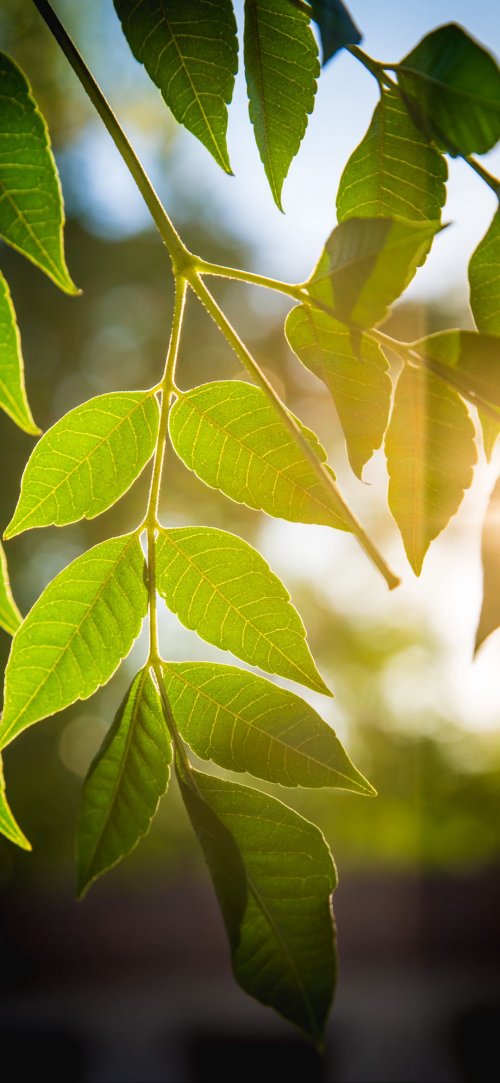 Sunlit Green Leaves - nature Wallpaper