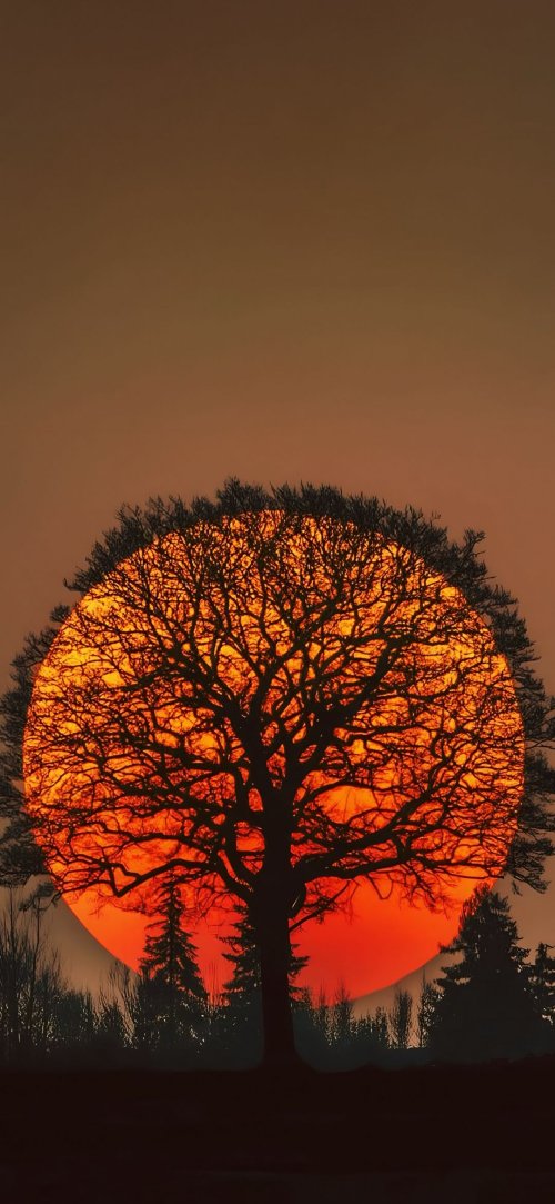 Sunset Tree Silhouette - sunset Wallpaper
