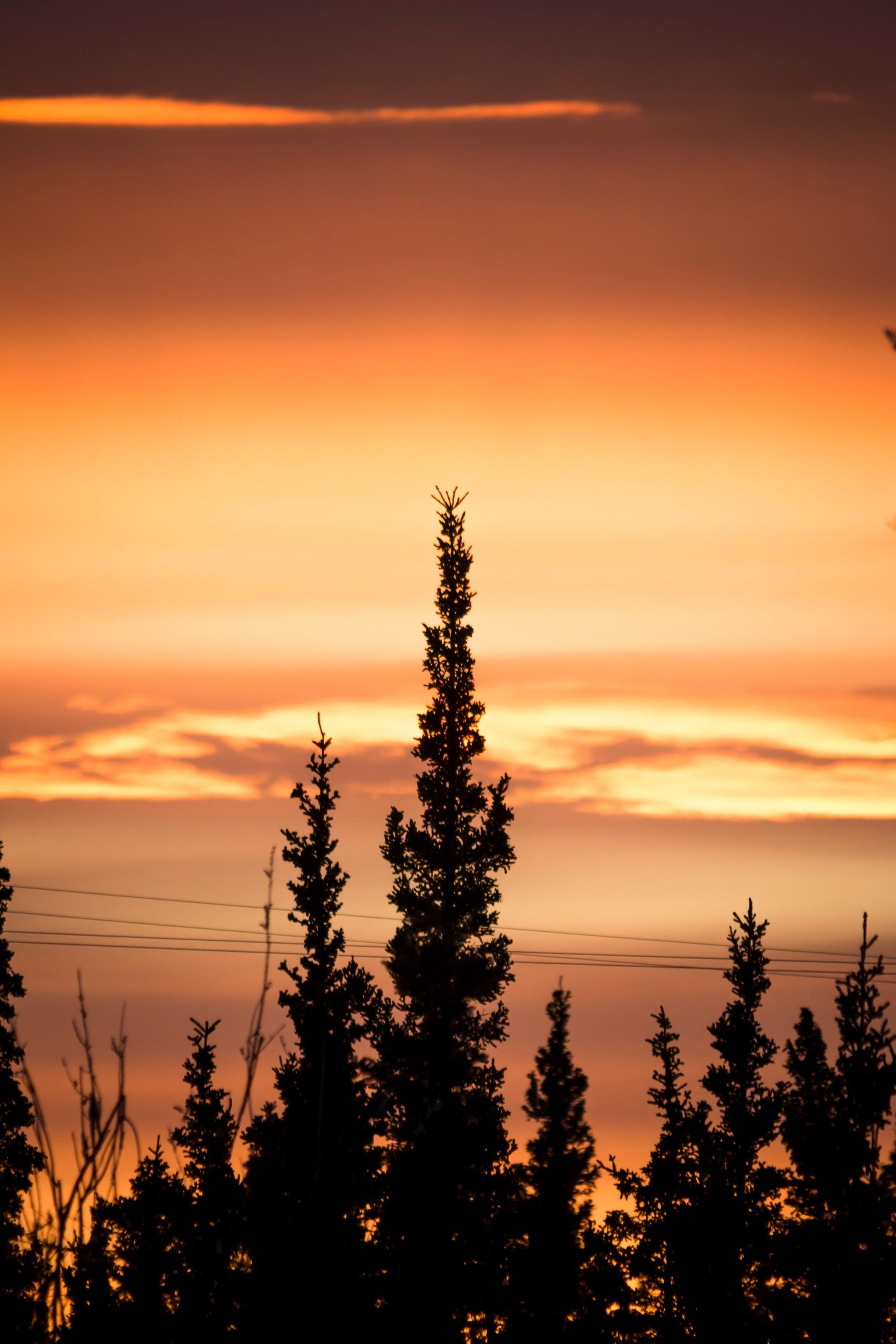 Sunset Tree Silhouettes