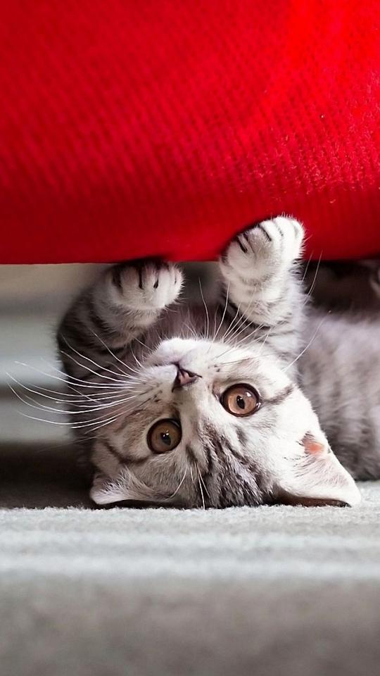 Upside Down Kitten - Related Dark Wallpapers wallpaper