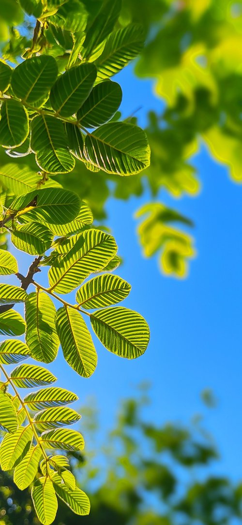 Vibrant Green Leaves Sky - nature Wallpaper