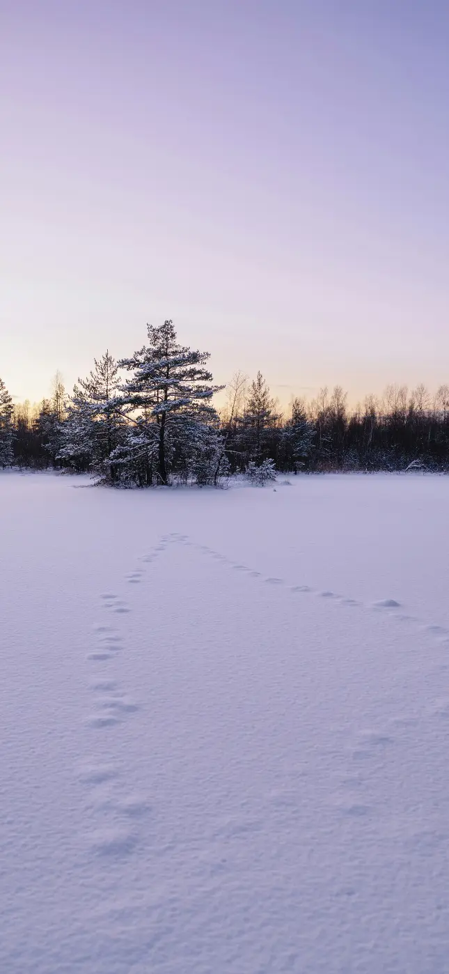 Winter Footprints in Snow