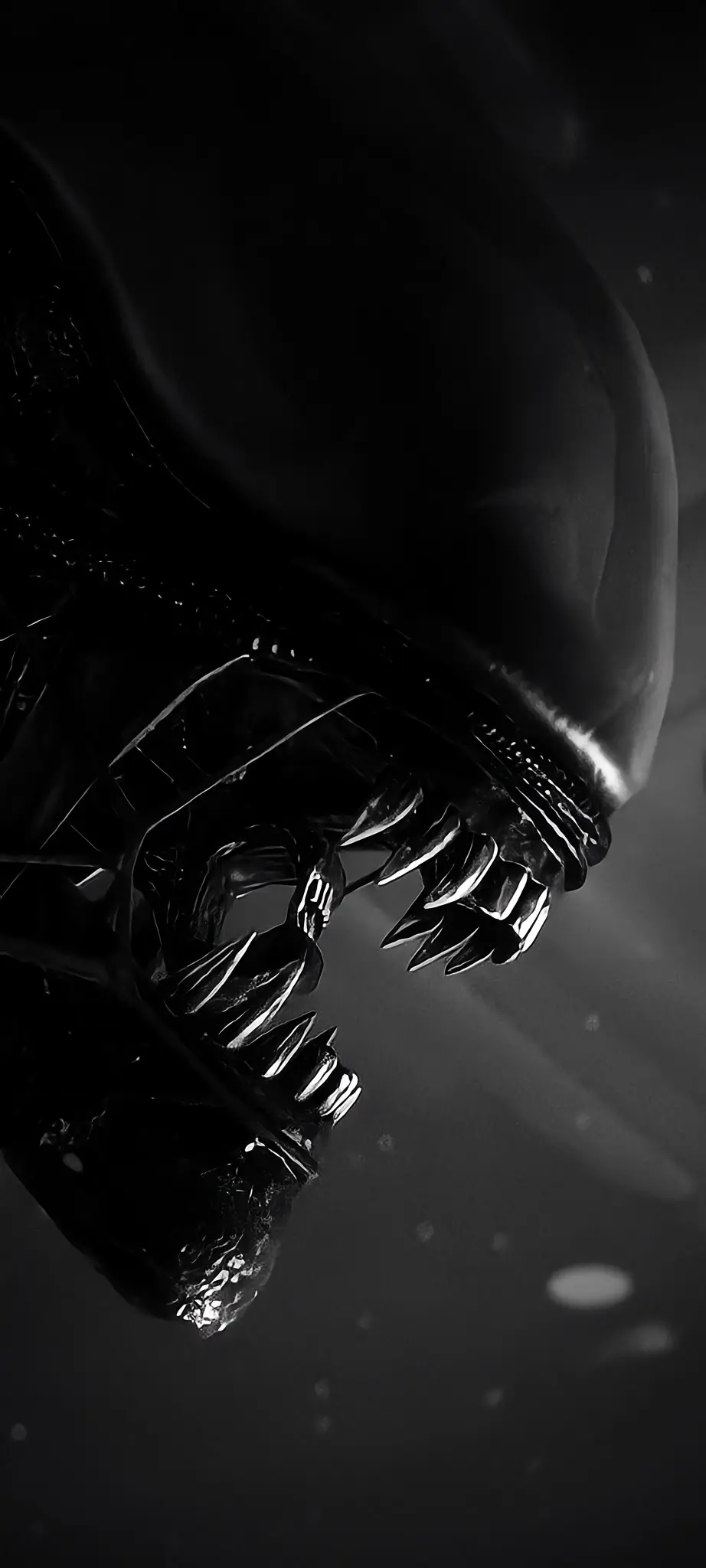 Xenomorph Black and White