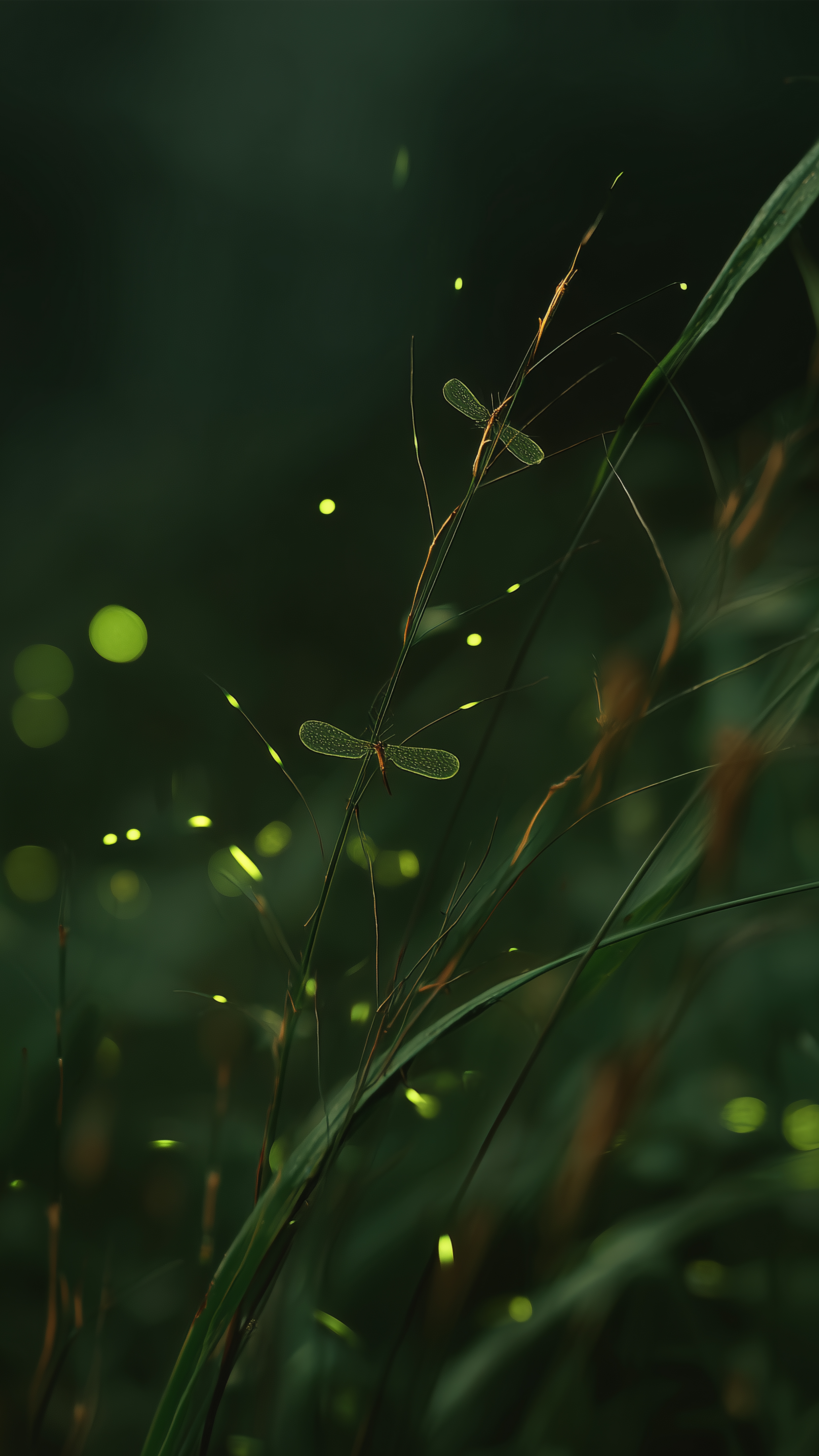 Glowing Fireflies at Night - insects wallpaper for Ghetto Wallpapers