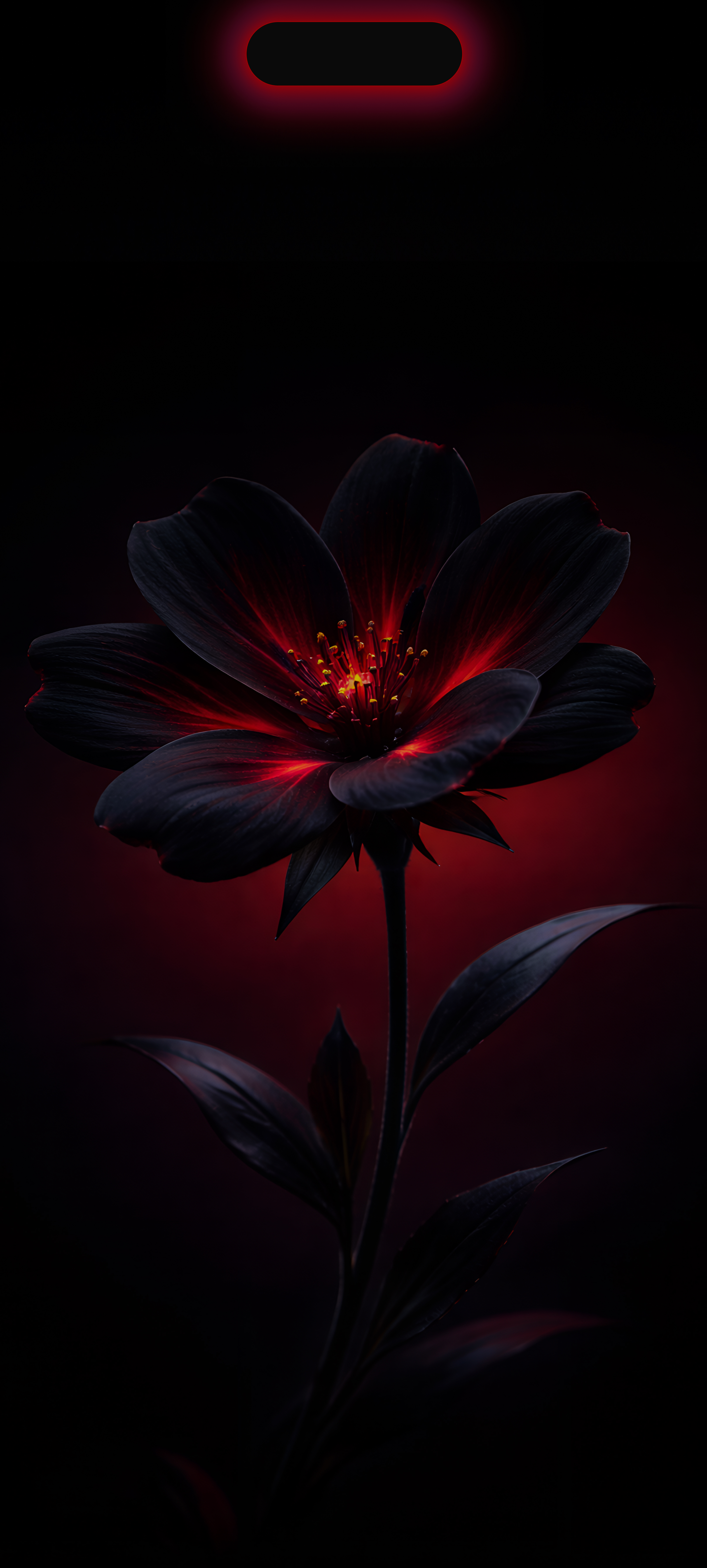 Glowing Dark Red Flower - flowers wallpaper for Ghetto Wallpapers