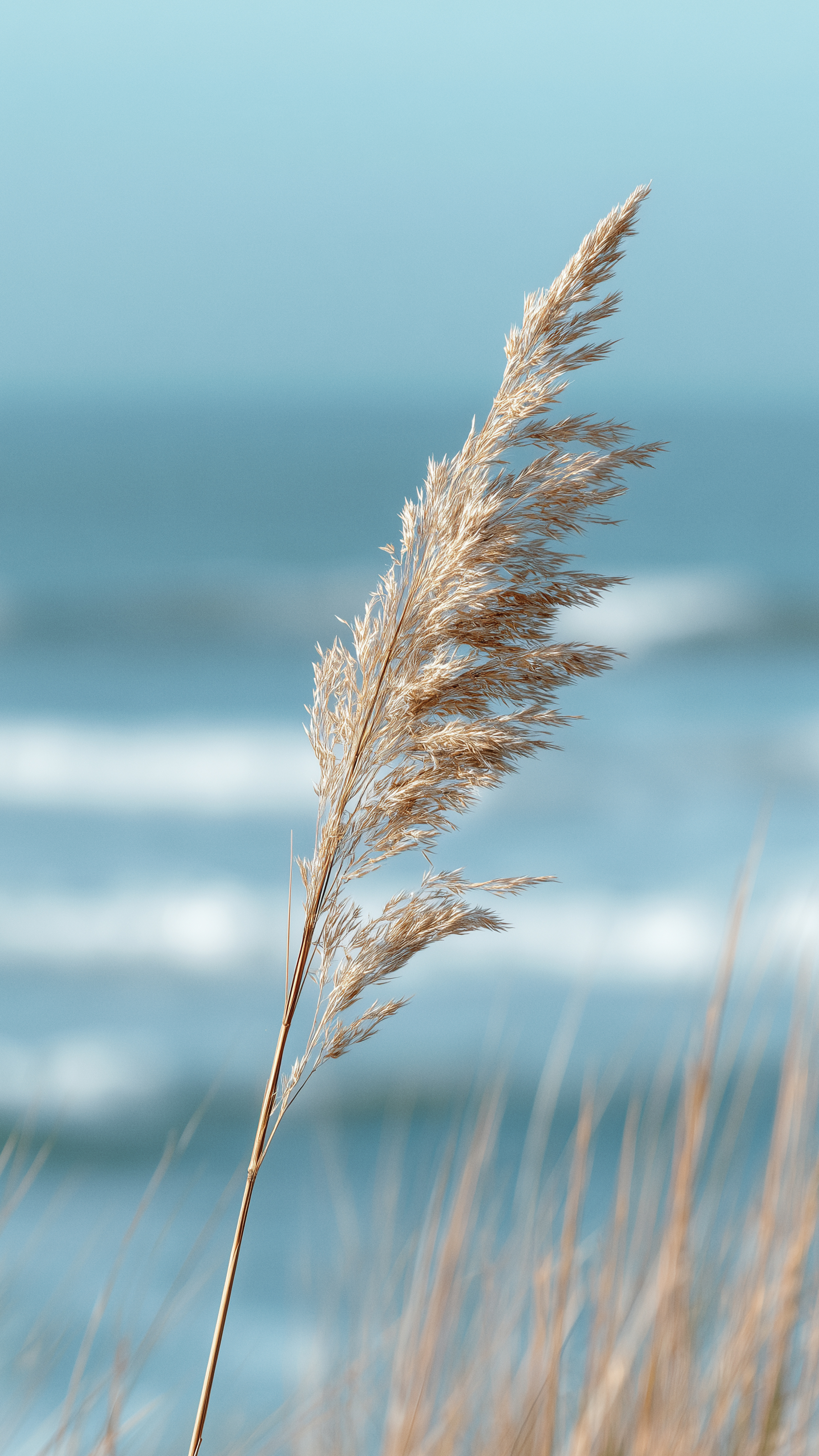 Coastal Beach Grass Plume - beach wallpaper for Ghetto Wallpapers