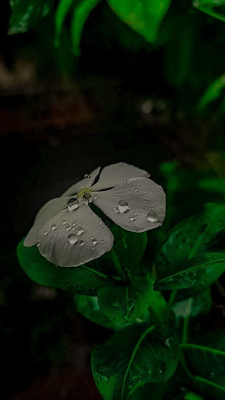 Dewy White Flower - flowers wallpaper for Ghetto Wallpapers