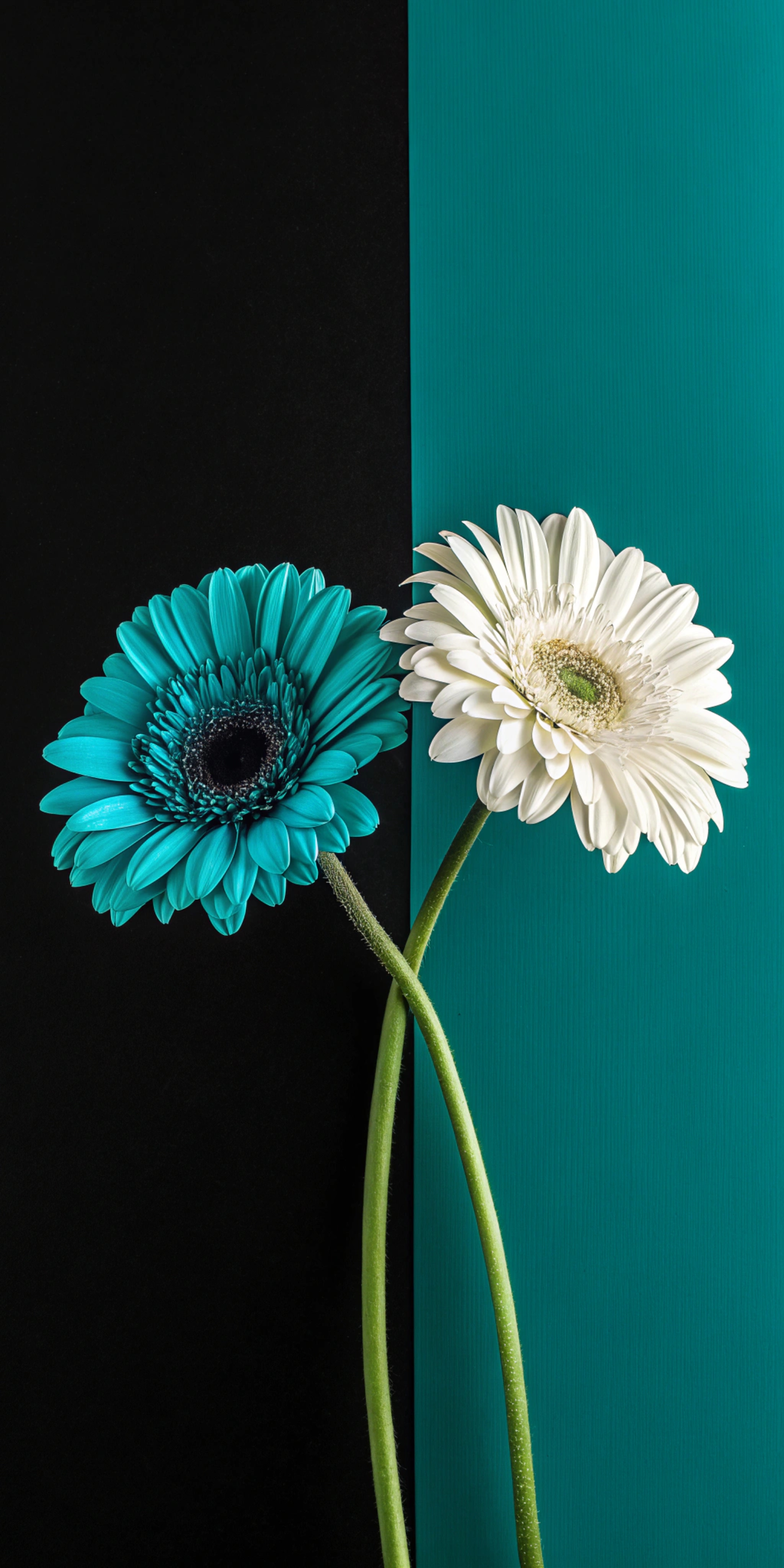 Dual Gerbera Daisies - flowers wallpaper for Ghetto Wallpapers