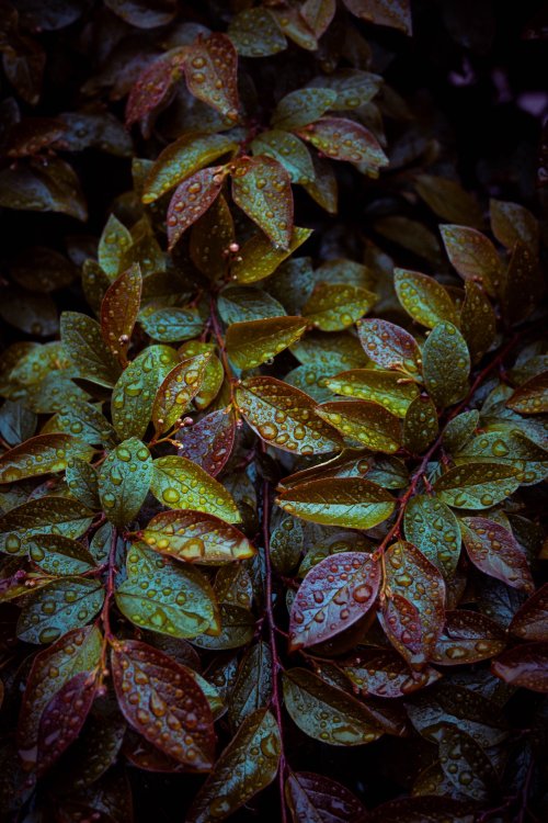 Raindrops on Autumn Leaves - Related Ghetto Wallpapers wallpaper