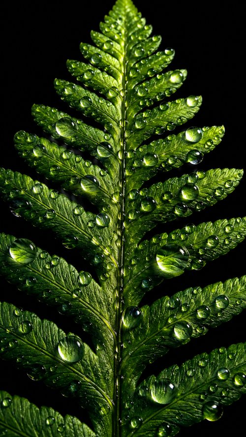 Dewy Green Fern Leaf - Related Ghetto Wallpapers wallpaper
