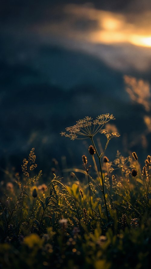 Golden Hour Wildflower Meadow - Related StockWalls wallpaper