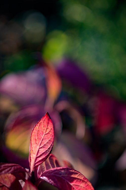 Vibrant Red Autumn Leaf - Related Ghetto Wallpapers wallpaper