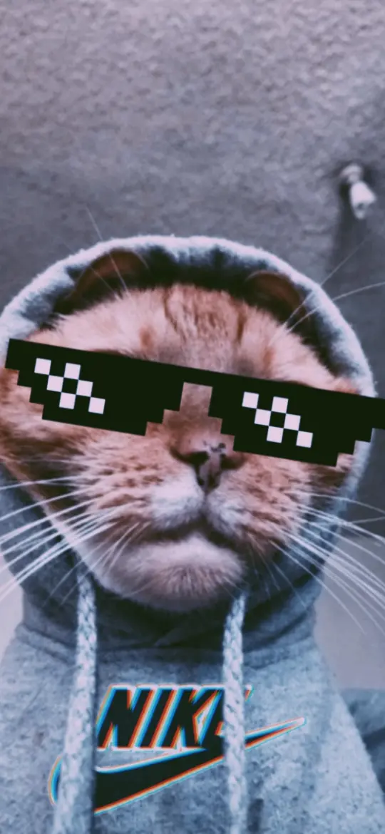Swag Cat Wallpaper - Related Dope Wallpapers wallpaper