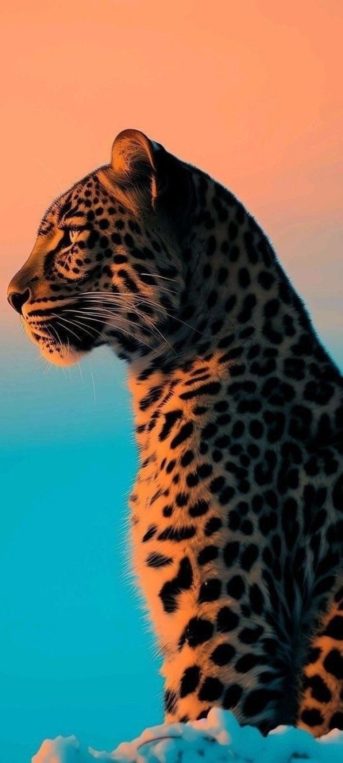 Leopard at Sunset - Related Ghetto Wallpapers wallpaper