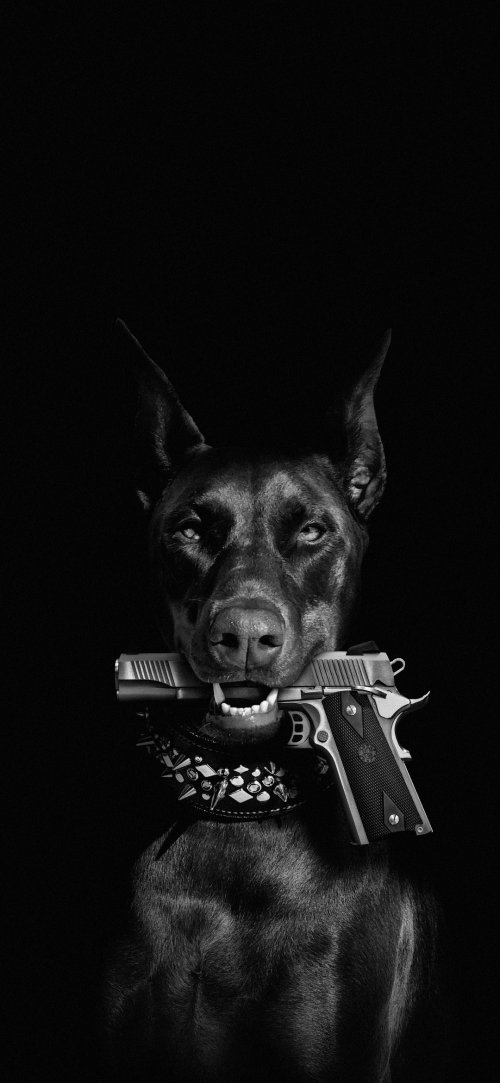 Doberman with a Gun