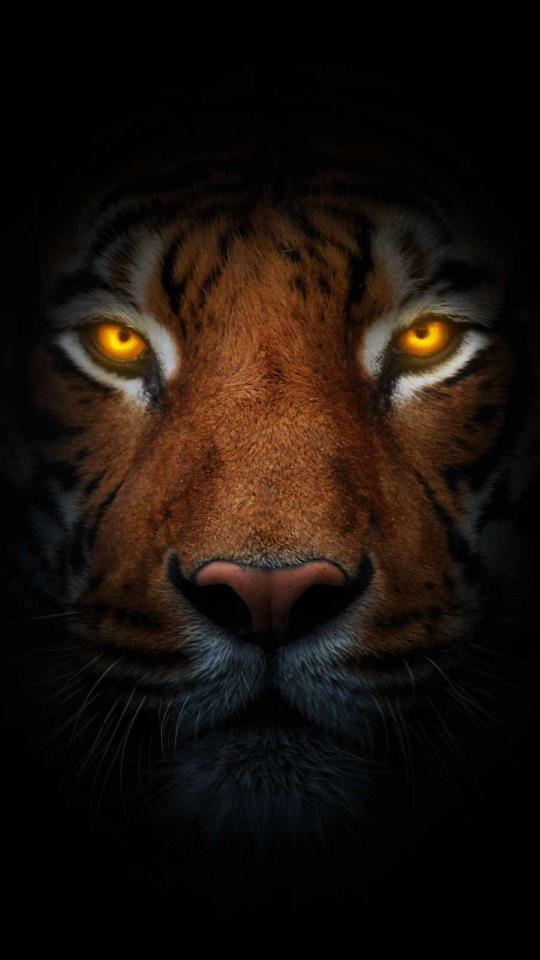 Glowing Tiger Eyes - Related Ghetto Wallpapers wallpaper