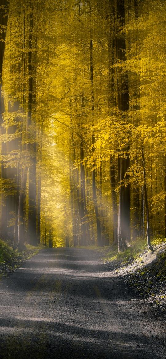 Golden Forest Pathway - Related 4K Wallpapers wallpaper