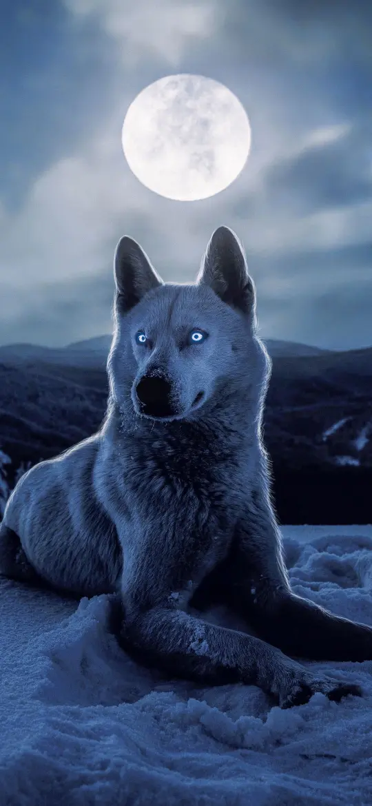 Lunar Wolf Majesty - Related Ghetto Wallpapers wallpaper