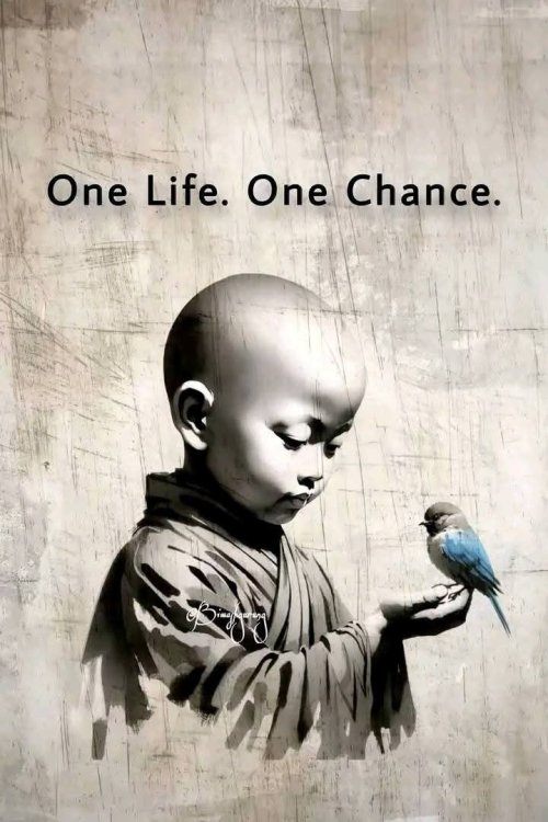 Monk and Bird