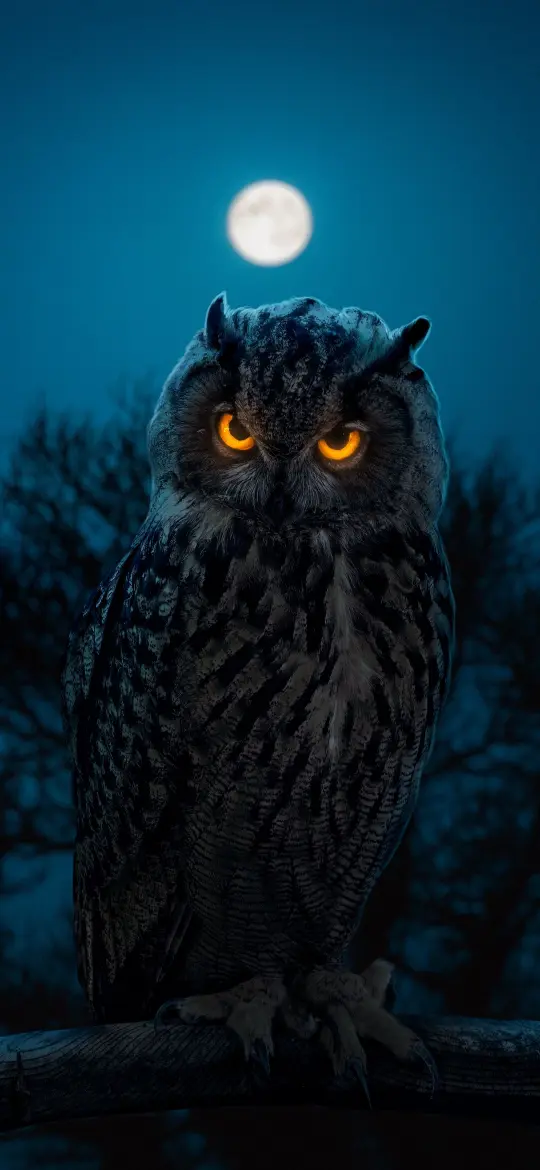 Moonlit Owl Gaze - Related Ghetto Wallpapers wallpaper
