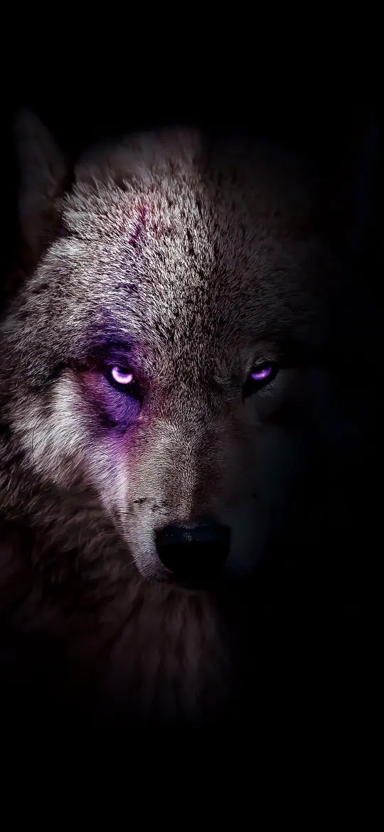 Mystic Purple Eyed Wolf - Related Dark Wallpapers wallpaper