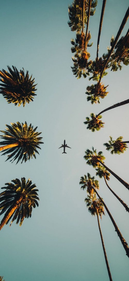 Palm Trees and Airplane - Related Ghetto Wallpapers wallpaper