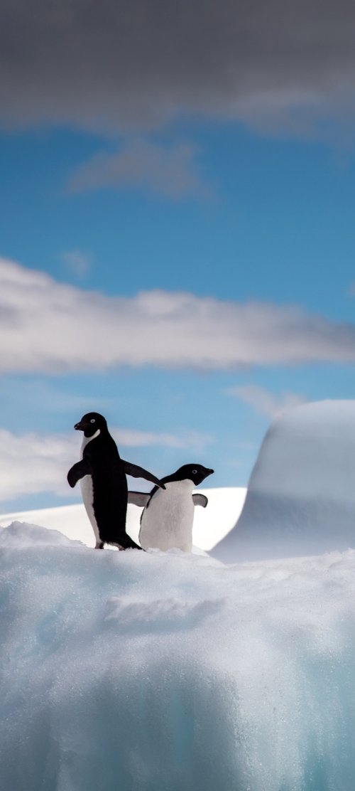 Penguins on Ice - Related Ghetto Wallpapers wallpaper