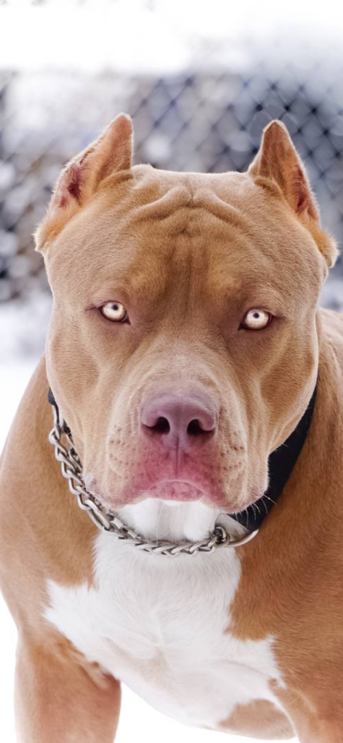 Pitbull Stare Portrait