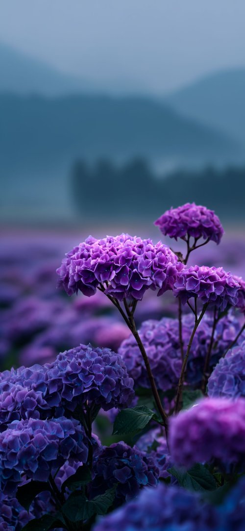 Purple Hydrangea Field