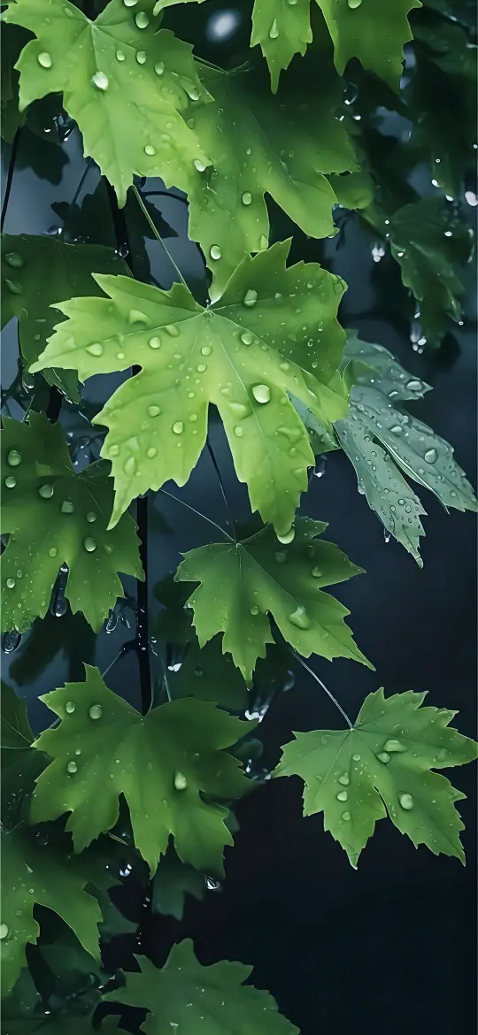 Rainy Green Maple Leaves - Related 4K Wallpapers wallpaper