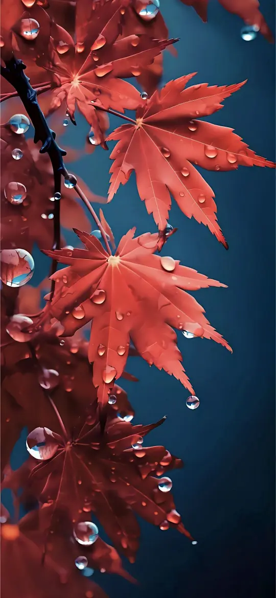 Red Maple Raindrops