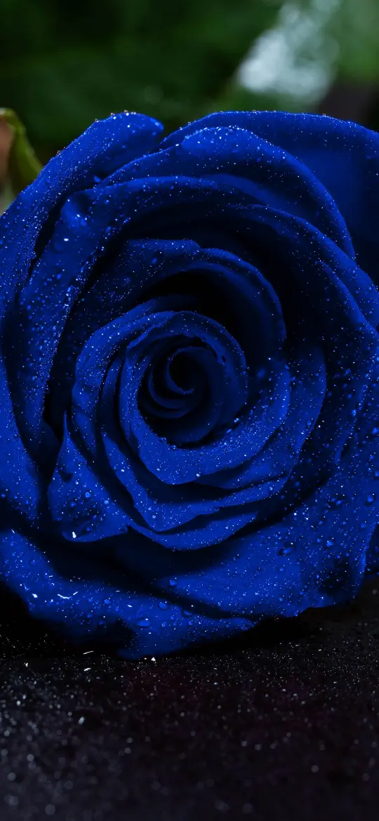 Sapphire Rose Dew Drops