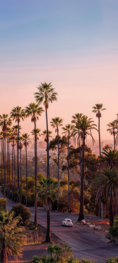 Sunset Palm Drive