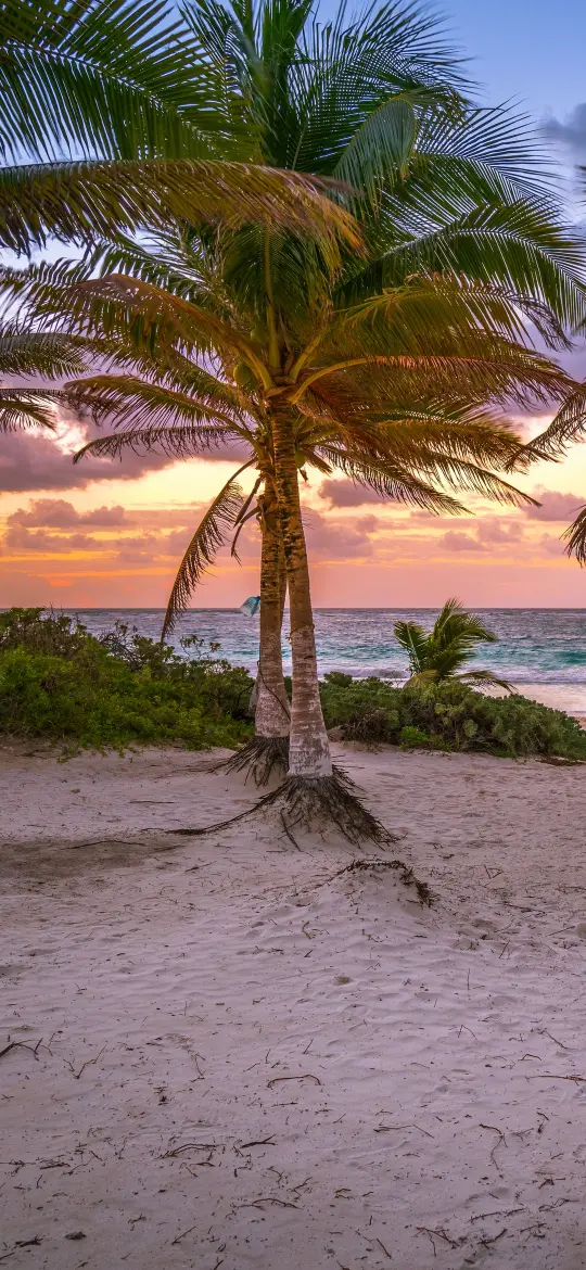Tropical Sunset Palm Trees - Related Ghetto Wallpapers wallpaper