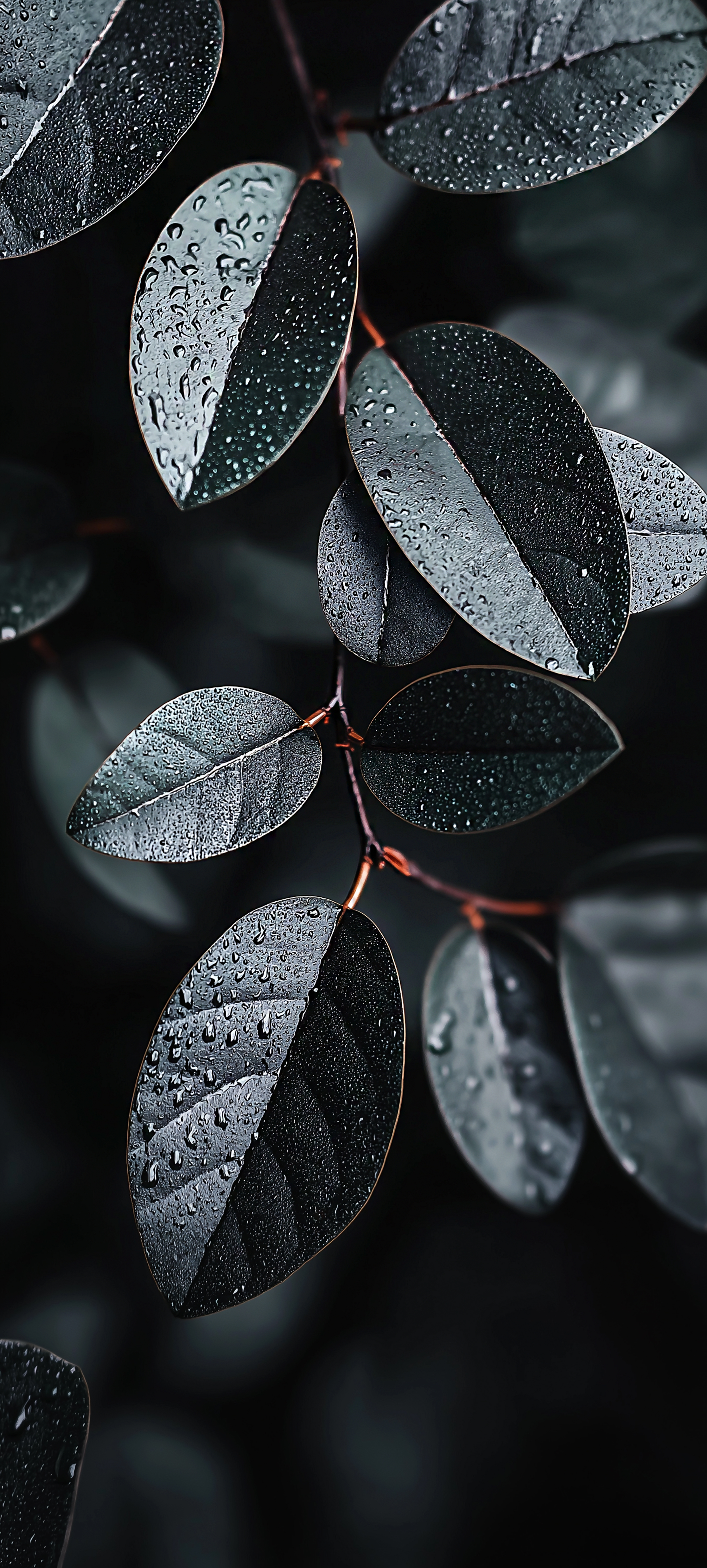 Raindrops on Dark Leaves - leaf wallpaper for StockWalls