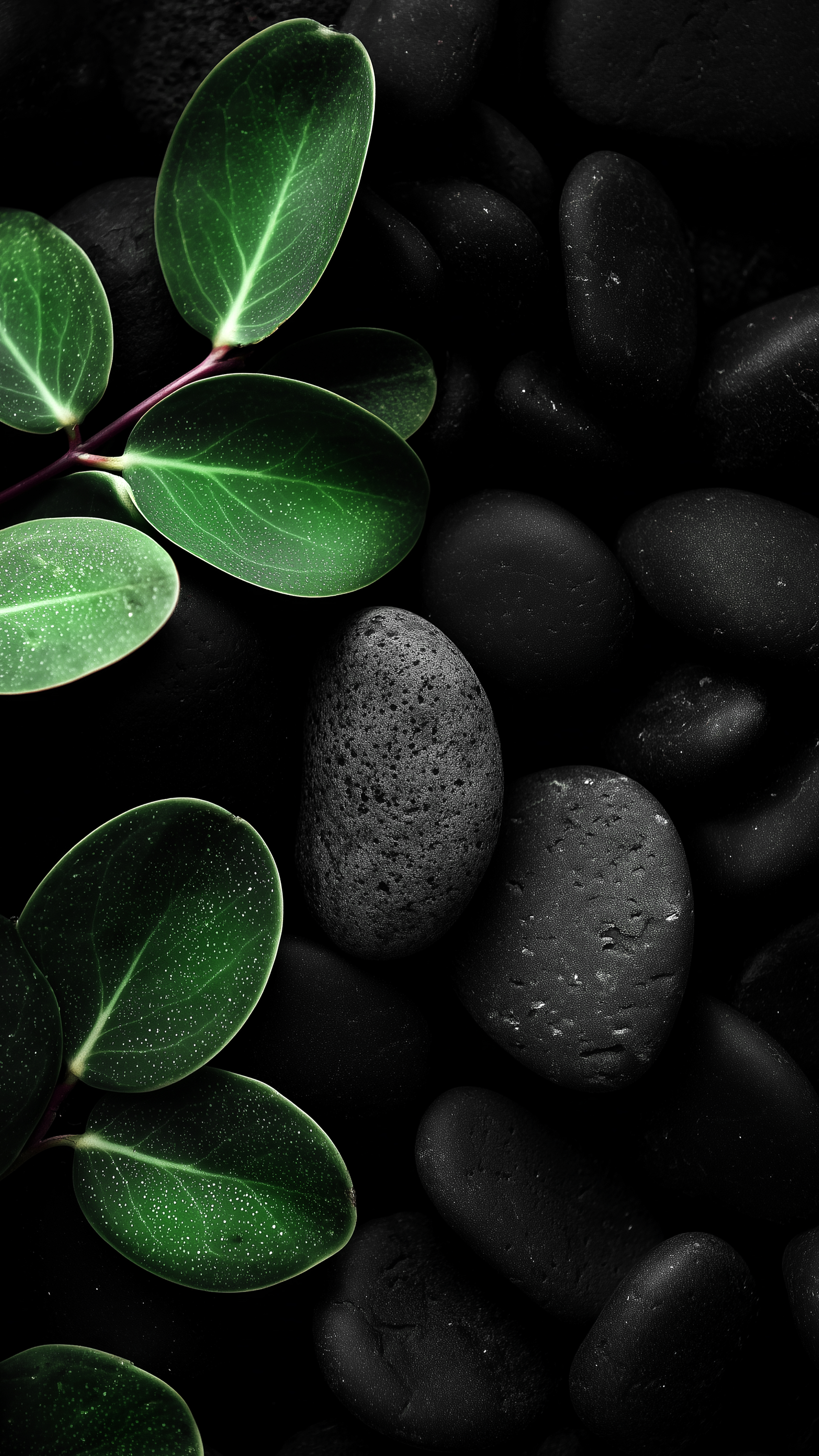 Green Leaves Black Stones - minimal wallpaper for StockWalls