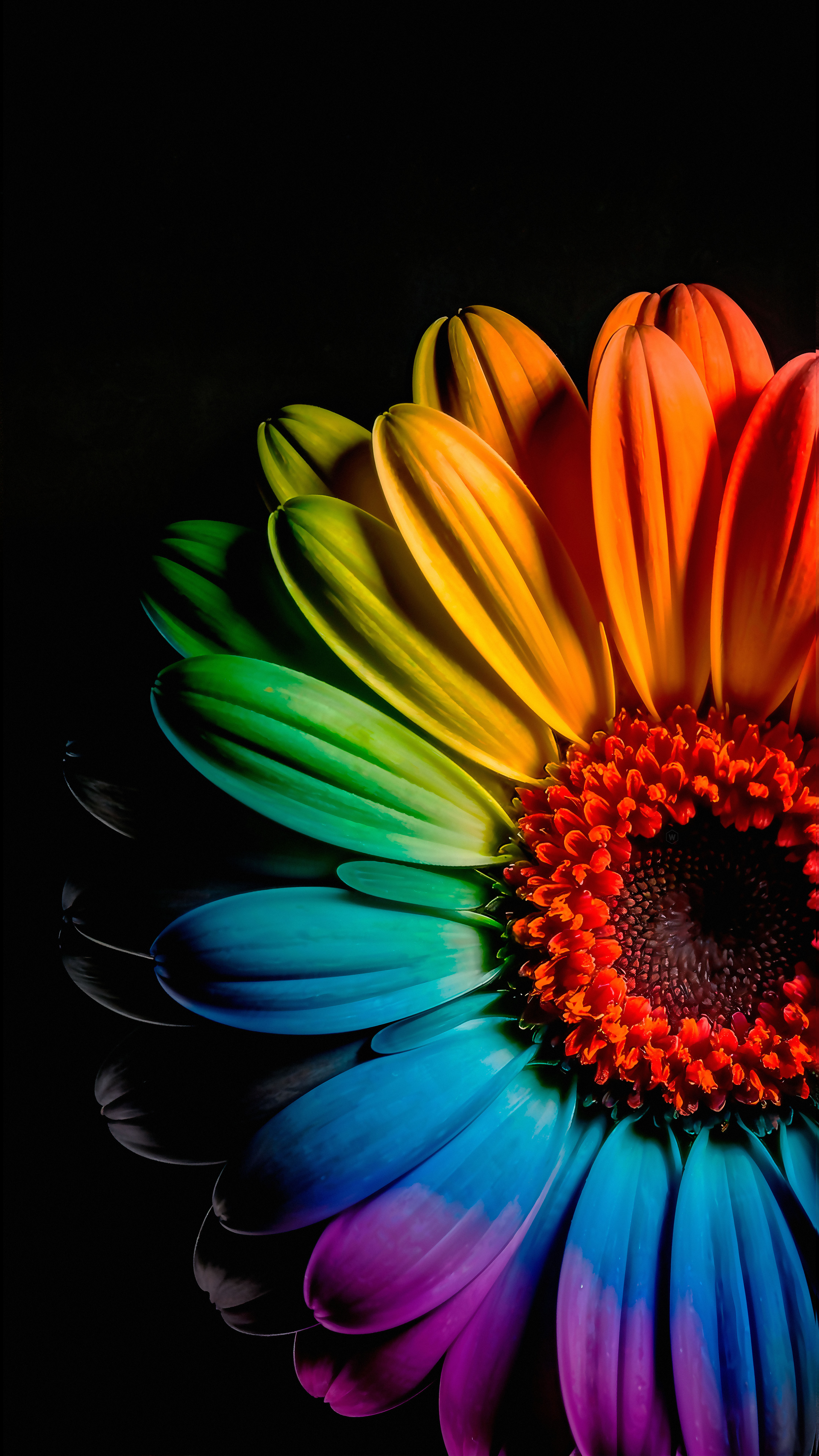 Vibrant Rainbow Gerbera Flower - flowers wallpaper for StockWalls