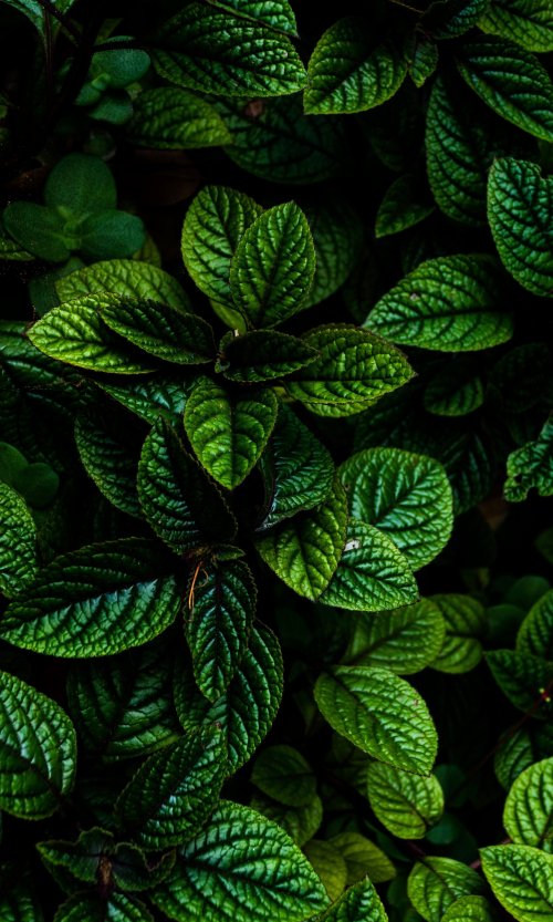Deep Green Botanical Leaves - Related StockWalls wallpaper